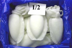 GROS ENTIER CONGELÉ NETTOYÉ SEICHE EXPORTATEURS - Product Image 6