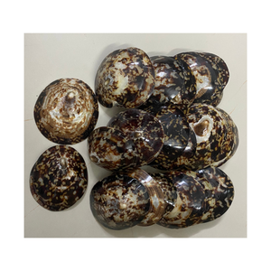 El punto de referencia para la satisfacción del cliente, concha de mar, Lapa, concha de caracol, decoración Natural de alta calidad - Product Image 1