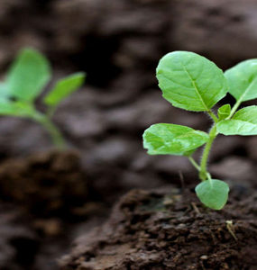 ต้นสะเดาเค้กปุ๋ย Vermicompost ผลิตอินเดียเค้กสะเดาบริสุทธิ์เพื่อการเกษตรใช้นี้เป็นผลิตภัณฑ์อินทรีย์ - Product Image 2