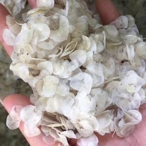 Escamas de pescado secas de cabeza de serpiente, hechas en VIETNAM - Axel + 84 38 776 0892 - Product Image 6