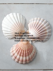 เปลือกหอยทะเล/เปลือกหอยเชลล์ วัตถุดิบธรรมชาติ คุณภาพสูง สำหรับงานฝีมือ เทียน ราคาถูก / ชิน ทราน +84382089109 - Product Image 2