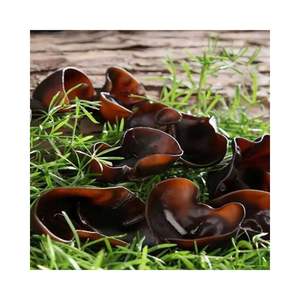 OREILLE D'ARBRE Ou Champignon D'oreille De Bois Du Vietnam Marie - Product Image 2