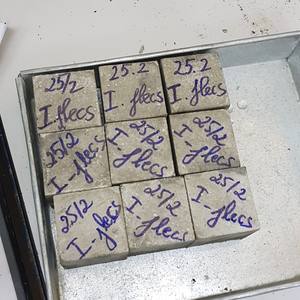 Ciment décoratif vietnamien, avec matrice de densité, ordinaire, sportif - Product Image 2