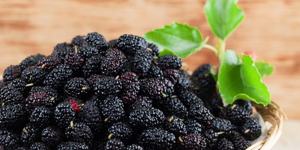 Confiture de mûres noires 370g, sélection Giuseppe Verdi, confiture de fruits, fabriquée en Italie - Product Image 4