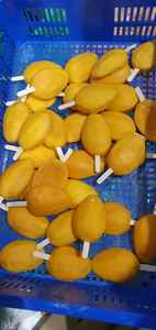 ไม้เสียบมะม่วงแช่แข็งและชิ้นมะม่วงแตก แช่แข็งแบบ IQF ผลไม้แช่แข็งถนอมความสด บรรจุภัณฑ์แบบขายส่ง - Product Image 3