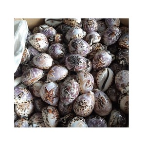 เปลือกหอยทากเปลือกหอยธรรมชาติราคาถูกจากเวียดนาม - ราคาดีสําหรับงานฝีมือ ของขวัญ ของตกแต่ง ตู้ปลา - Product Image 5