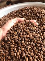 Café en grains torréfiés de qualité supérieure pour les importateurs coréens +84 796855283