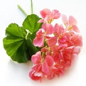 Aceite aromático para Hotel, aceite de fragancia de flor de Geranium 100% puro de larga duración - Product Image 4