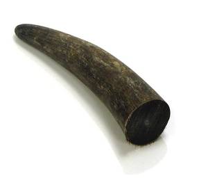 Embouts de corne de buffle d'Inde, artisanat, creux et blanc, poli, avec trou naturel - Product Image 2