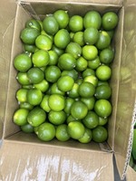 Verse zaadloze limoen groene citroen citrusvrucht Ben Tre Vietnam 8kg AA kwaliteit natuurlijke zure smaak 10-20cm WHATSAPP LINDA 0084 989 322
