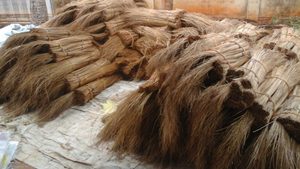 Bastone di <span class=keywords><strong>scopa</strong></span> di cocco di alta qualità/il prezzo ragionevole per il primo TRADING _ Ms - Pham ( WS: + 84 383 184 7540 - Product Image 2