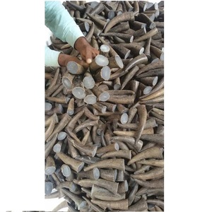 Pointes de corne brute de boeuf et pointes de corne naturelle de petite taille Manche de couteau pour une taille personnalisée et le meilleur prix avec vente - Product Image 3