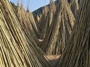 Venta caliente 2020 natural de bambú Polo-recto palo de bambú para decoración gader-Palo de bambú apoyo jardín WS0084587176063 - Product Image 2