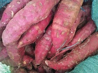 Gedroogde Plak Zoete Aardappel // Traditionele Food Viet Nam // Goedkope Prijs // Hoge Kwaliteit // Ms Laura 84 918 509 071