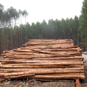 Beech <b>Logs</b> 3m+/30cm+ for SALE - Product Image 4