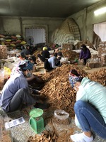 Bâtonnets de cannelle de 8cm-Bâtonnets de piquants de pot de pourri séchés naturels
