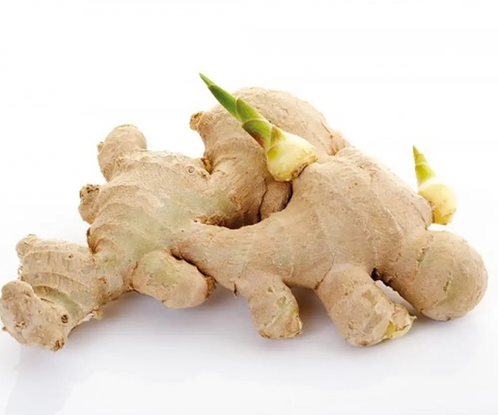 New Crop Fresh Spicy Liliaceous Ginger Export
