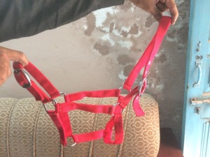 English & Western Saddle Horse Rope Halter Nylon Material with PP & Leather Divers styles de bride disponibles - Product Image 3