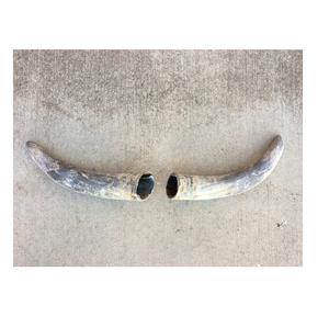 Cuerno de búfalo pulido decorativo ecológico Cuerno al por mayor Venta caliente con el cuerno decorativo de buey de la mejor calidad - Product Image 6