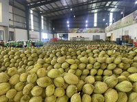 Groothandel Vietnam Verse Monthong Durian Premium Kwaliteit Geel Vlees ISO Gecertificeerd Rechtstreeks Van De Producent