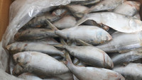 Hilsa (poisson) IQF surgelé naturellement, en morceaux, en vrac, en boîte, du Vietnam, prix abordable