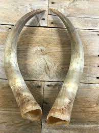 Natural Pair <b>Horn</b> and for Sale From cm Raw Material <b>Buffalo</b> <b>Horn</b> With for Shape Customized Price for Medium Size - Product Image 5