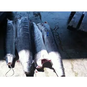 Marlin blanc à faible teneur en matière grasse et à faible teneur en sodium de 20kg certifié ISO GMP HACCP de la Côte d'Ivoire Poisson congelé nutritif - Product Image 1