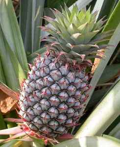 VIET NAM PIÑA FRESCA Sra Sophie - Product Image 4