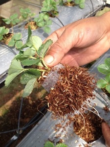 Coir Jiffy-Pellet hecho de turba, fácil de cultivar tus propias plantas, 99 DATOS DE ORO - Product Image 5