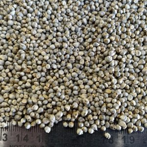 Nhà cung cấp hàng đầu màu xanh lá cây kê/<span class=keywords><strong>bajra</strong></span> hạt giống cho thức ăn Chăn Nuôi Lợn Gia Súc ngựa hạt xuất khẩu - Product Image 4