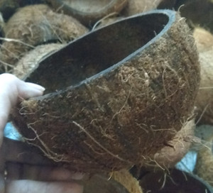 Cáscara de Coco Natural Marrón Ecológica, Cortada a la Mitad, Seca, 10% de Humedad, a Granel, Hecha a Mano, Personalizada, Precio Muy Económico para Carbón Vegetal Artesanal - Product Image 1
