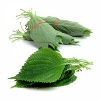 Kualitas Terbaik Daun PERILLA Segar-Daun BRITTON/VICKY + 84 90 393 1029