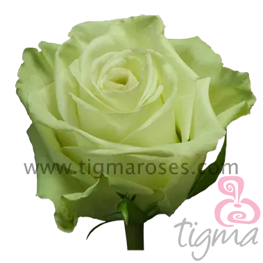الإكوادور روز شاي أخضر الزهور الطبيعية الطازجة طويلة الجذعية قطع الورود للبيع بالجملة والزفاف من Tigma