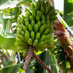 Viet Nam Organic Cavendish <b>Banana</b> with EU Exporrt - Standard - Product Image 4