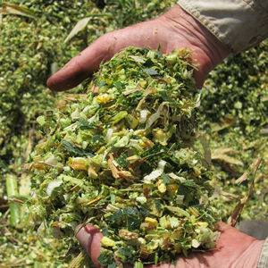 Vente en gros GIA NGUYEN SILAGE SR-CSG1203-03 de déchets agricoles d'ensilage de maïs du Viet Nam pour l'exportation - Product Image 1