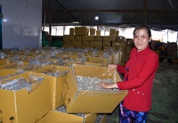 Meilleures ventes de poisson séché anchois du Vietnam - Meilleur prix, qualité supérieure, produits de la mer séchés // M. Alex Truong