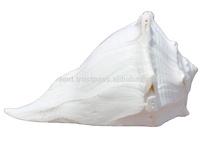 Coquille de conque polie blanche naturelle Shankha, pour rituels bouddhistes, décoration spirituelle d'autel, objet de collection, vente en gros
