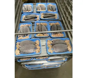 المأكولات البحرية المجمدة سمك طازج Tlapia 300G إلى 500G كله نظيفة كوشير Wr 4 كجم الأسود البلطي على بيع