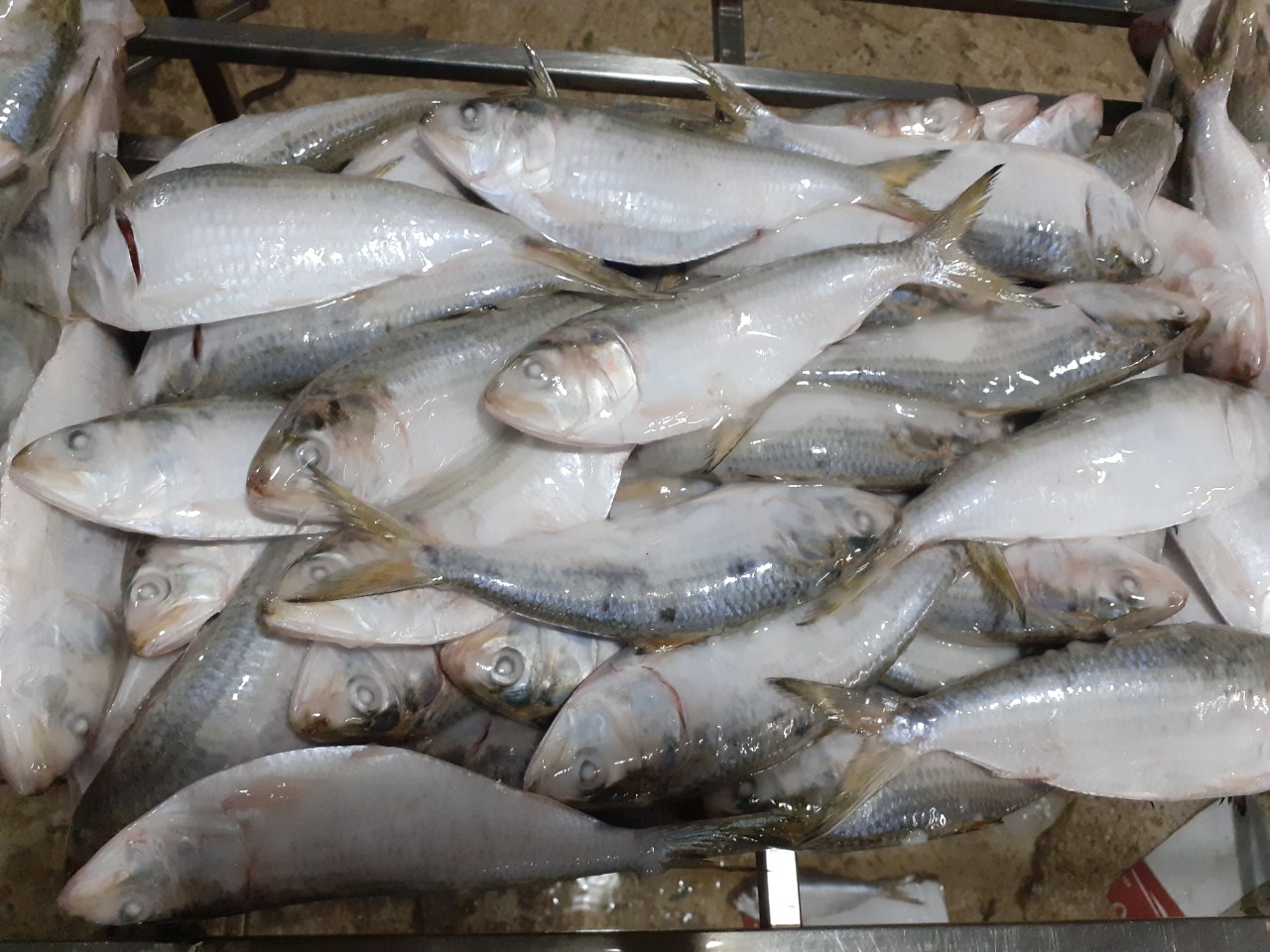 Frozen Dotted Gizzard Shad Fish Sardine From Vietnam Cheap Price