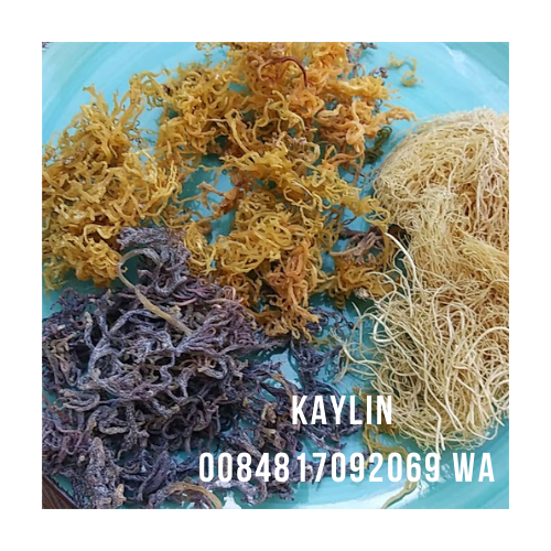 Лидер продаж, ирландский мох, фиолетовый мох, морской мох, морской мох, лучший поставщик