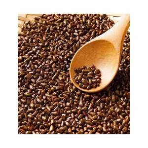Buy Cassia Tora Seeds 100% Natural For Longer Shelf Life Top Certified Global Wholesaler