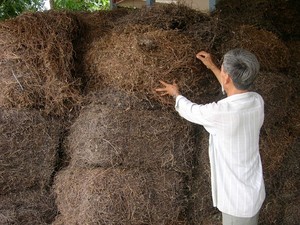 หญ้าเจลลี่อบแห้ง Vilaconic และต้นกำเนิด mesona chinensis ในถุงสำหรับตลาดประเทศไทย + 84905010988 - Product Image 6