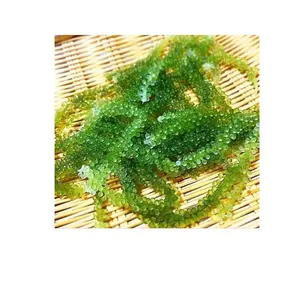 UIBUDO GREEN CAVIAR LATO SEA GRAPES日本の海のブドウベトナムの海藻のブドウ