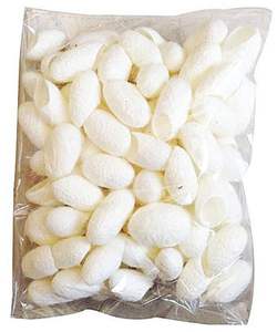 Gusano de seda capullo, temporada - Product Image 3