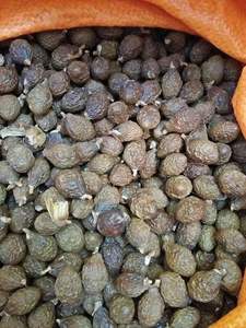 ส่งออกเมล็ดสเตรคิวเลีย ลิคโนโฟรา / ยางหวานไต้หวัน / เมล็ดมาลวา ราคาถูก คุณภาพสูง ราคาดีที่สุด - Product Image 3