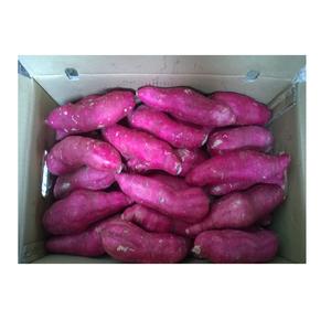 Nouvelle culture de patates douces japonaises fraîches de haute qualité et au meilleur prix pour l'exportation du Vietnam - Product Image 2