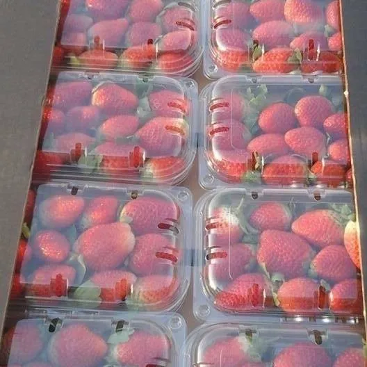 Frische Erdbeere