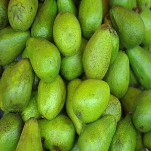 FUERTE AVOCADO Available - Product Image 5