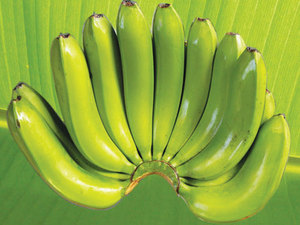 NEW CROP Banane Cavendish de haute qualité, meilleur vendeur du fournisseur du Vietnam au prix le moins cher - Product Image 4