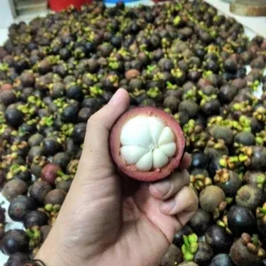 VIETNAM FRESH MANGOSTEEN /WHOLESALE PRICE and HIGH QUALITY Whatsapp: +84 845 639 639